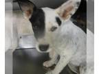 Pointer Mix DOG FOR ADOPTION RGADN-1392509 - A443075 - Pointer / Mixed (medium