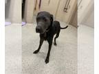 Weimaraner Mix DOG FOR ADOPTION RGADN-1392555 - QUINN - Weimaraner / Mixed