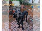 Great Dane DOG FOR ADOPTION RGADN-1392720 - Gypsy - Great Dane Dog For Adoption