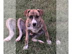 Black Mouth Cur-English Foxhound Mix DOG FOR ADOPTION RGADN-1392775 - Rosie -