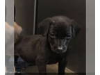 Labrador Retriever DOG FOR ADOPTION RGADN-1392881 - Rufus - Labrador Retriever