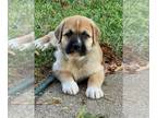 Mastiff DOG FOR ADOPTION RGADN-1393047 - Little Boy puppy - Mastiff / Anatolian