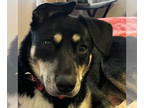 Australian Kelpie DOG FOR ADOPTION RGADN-1393086 - Shya - Australian Kelpie