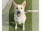 Canaan Dog Mix DOG FOR ADOPTION RGADN-1393138 - CALYPSO - Canaan Dog / Mixed