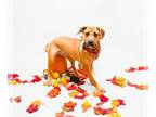 Black Mouth Cur DOG FOR ADOPTION RGADN-1393144 - MOLLY - Black Mouth Cur (medium