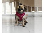 Pug Mix DOG FOR ADOPTION RGADN-1393224 - Bailey - Pug / Mixed (short coat) Dog