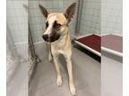 Huskies Mix DOG FOR ADOPTION RGADN-1393272 - MAYA - Husky / Mixed (medium coat)