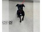 Rottweiler-American Pit Bull Terrier DOG FOR ADOPTION RGADN-1393284 - MARNIE -