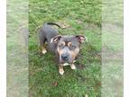 Staffordshire Bull Terrier DOG FOR ADOPTION RGADN-1393410 - RONDA -