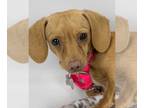 Dachshund DOG FOR ADOPTION RGADN-1393433 - Adele - Dachshund Dog For Adoption