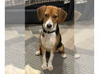 Beagle DOG FOR ADOPTION RGADN-1393497 - Pop-Tart - Beagle Dog For Adoption