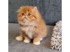 AAHSHSD Persian Kittens Available Now