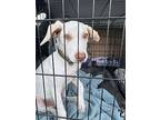 Jasper, Labrador Retriever For Adoption In Jacksonville, Florida