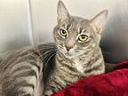 Jilly, Domestic Shorthair For Adoption In Jackson, New Jersey