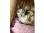 Paisley, Domestic Shorthair For Adoption In Kingston, New York