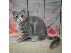 Emmy, Domestic Shorthair For Adoption In Huntley, Illinois