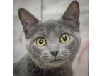 Smokey, Russian Blue For Adoption In Huntley, Illinois