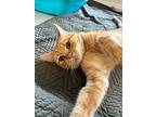 Usher, Domestic Shorthair For Adoption In Silverdale, Washington