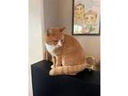 Cheddar, Domestic Shorthair For Adoption In Wilson, North Carolina