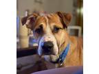 Tyus, American Pit Bull Terrier For Adoption In Germantown, Ohio