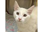 Soup, Domestic Mediumhair For Adoption In Walnut Creek, California