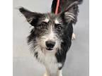 Scarlet, Sheltie, Shetland Sheepdog For Adoption In Boulder, Colorado