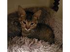 Hazel, Domestic Shorthair For Adoption In Whitehall, Pennsylvania