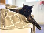 Adopt Magnolia a Tortoiseshell Domestic Shorthair (short coat) cat in Harrison