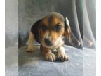 Beagle PUPPY FOR SALE ADN-845759 - AKC beagle puppies