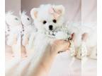 Pomeranian PUPPY FOR SALE ADN-845739 - Pomeranians