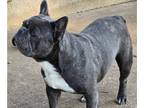 French Bulldog PUPPY FOR SALE ADN-845728 - AKC French Bulldog Male Blue Brindle