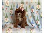 Cavapoo PUPPY FOR SALE ADN-845651 - Ginger