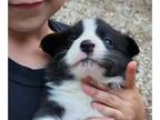 Border Collie PUPPY FOR SALE ADN-845614 - Border Collie puppies