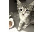 Jade* / Fl-10, Domestic Shorthair For Adoption In Pomona, California