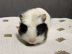 Norma, Guinea Pig For Adoption In Oakland, New Jersey