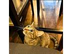 Rosalia, Domestic Shorthair For Adoption In Brooklyn, New York