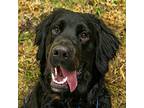 Apooch, Golden Retriever For Adoption In Golden, Colorado