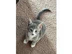 Gin Fizz, Domestic Shorthair For Adoption In Devon, Pennsylvania