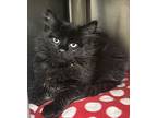 Goomfrey, Domestic Longhair For Adoption In Vancouver, Washington