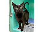 Maggie, Domestic Shorthair For Adoption In Novato, California