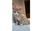 Potato, Domestic Shorthair For Adoption In Ferndale, Michigan