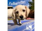 Fallon, Rat Terrier For Adoption In Tomball, Texas