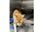 Finn, Domestic Shorthair For Adoption In Oakland, California