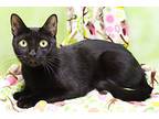 Mamba, Domestic Shorthair For Adoption In Tierra Verde, Florida