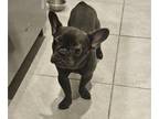 French Bulldog PUPPY FOR SALE ADN-845903 - Looking for a loyal companion with an