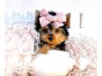 Yorkshire Terrier PUPPY FOR SALE ADN-845830 - Yorkies Biewer Yorkies Teacups