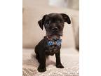 Biscuit, Schnauzer (miniature) For Adoption In Escondido, California