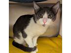 Fritz, Domestic Shorthair For Adoption In Santa Rosa, California