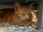 Bonded Pair Bobbie & Teddy, Domestic Shorthair For Adoption In Clinton Township