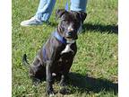 Jasper, Labrador Retriever For Adoption In Byron, Georgia